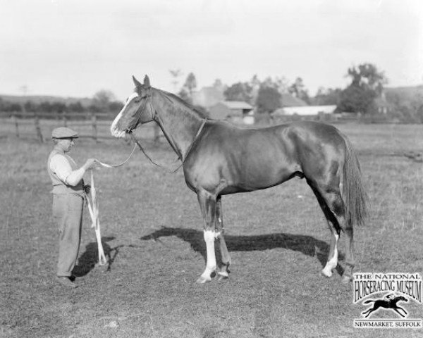 Pferd Flint Jack xx (Englisches Vollblut, 1917, von Rock Flint xx)