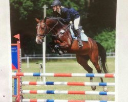 broodmare Cor Centa (Oldenburg show jumper, 2008, from Cento)