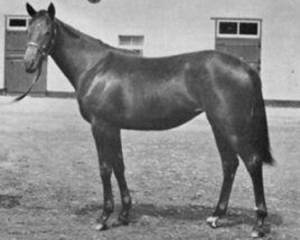 broodmare Sariegal xx (Thoroughbred, 1956, from Hill Gail xx)