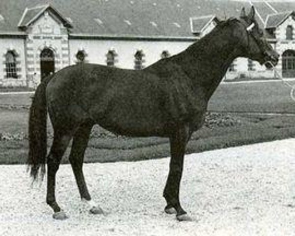 stallion Sire xx (Thoroughbred, 1965, from Mourne xx)