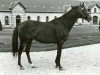 stallion Sire xx (Thoroughbred, 1965, from Mourne xx)