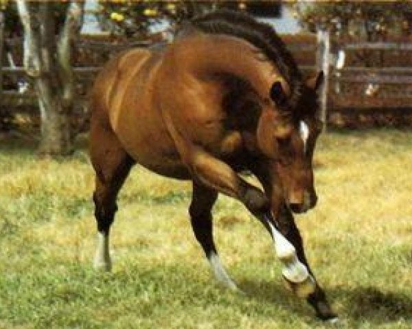 stallion Noren (Selle Français, 1972, from Sire xx)