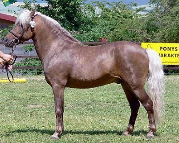stallion Jacob's Kroenung (Dt.Part-bred Shetland pony, 1988, from Jacob)