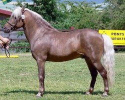 Deckhengst Jacob's Kroenung (Dt.Part-bred Shetland Pony, 1988, von Jacob)