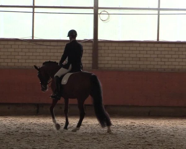 Reitturnier Hellefeld 2018