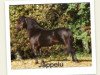 stallion Jappelu (Dt.Part-bred Shetland pony, 1986, from Jaguar)