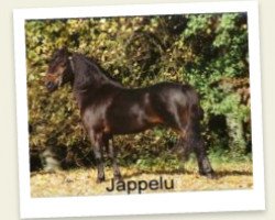 stallion Jappelu (Dt.Part-bred Shetland pony, 1986, from Jaguar)