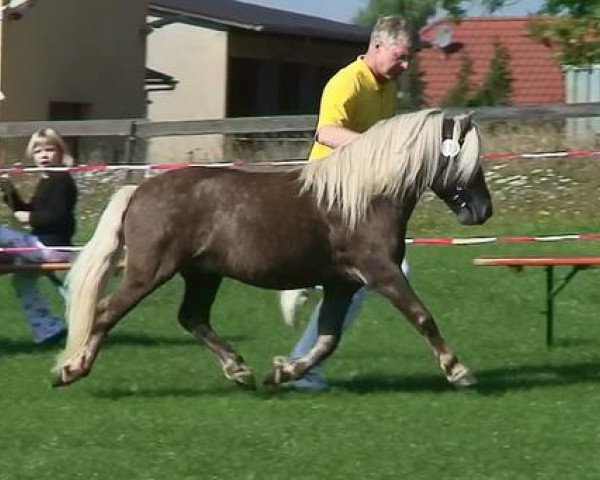 stallion Jabolo (German Classic Pony, 1999, from Jacob's Kroenung)