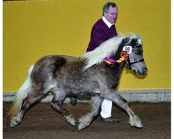 Deckhengst Janko (Deutsches Classic Pony, 2010, von Jabolo)