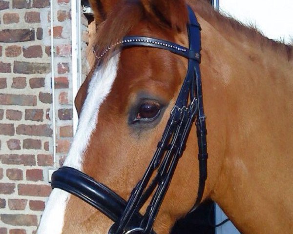 Zuchtstute Ariel (Deutsches Reitpony, 1994, von Apollo)