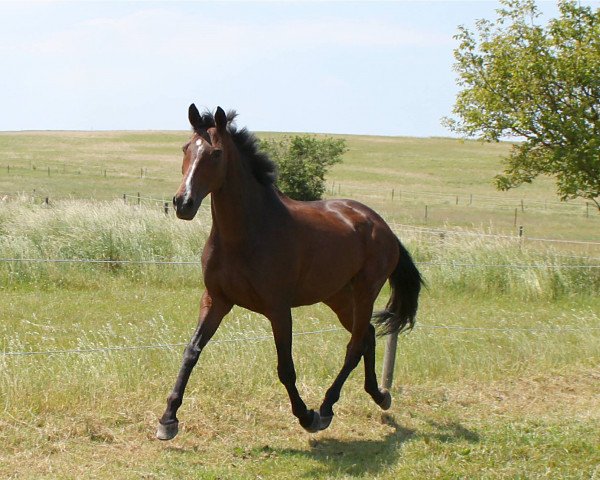 Pferd Pallio (Trakehner, 2001, von Monteverdi)