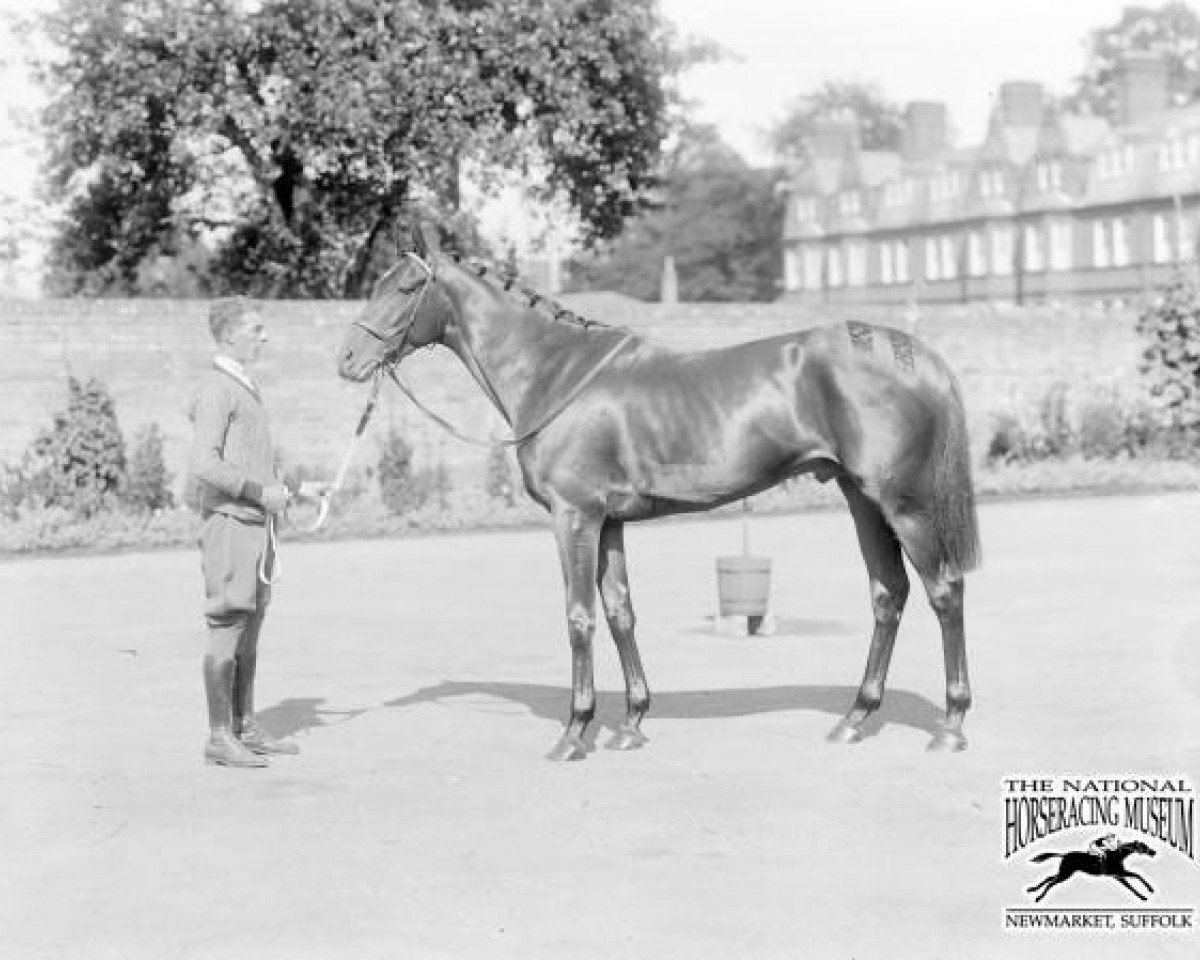 stallion Flamingo xx (Thoroughbred, 1925, from Flamboyant xx)