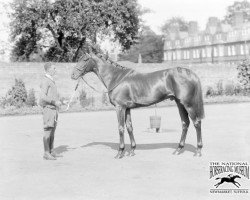 Deckhengst Flamingo xx (Englisches Vollblut, 1925, von Flamboyant xx)