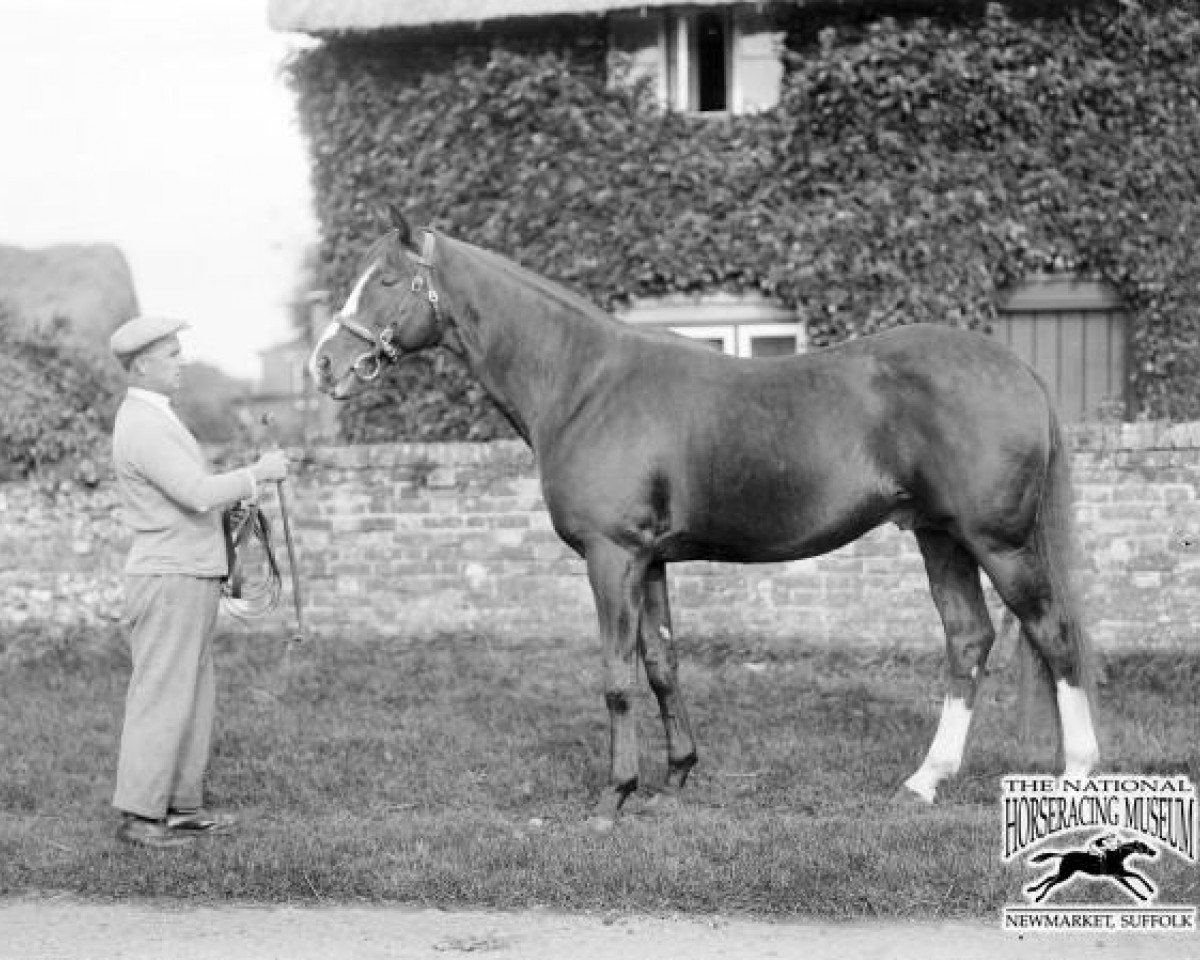 stallion Felstead xx (Thoroughbred, 1925, from Spion Kop xx)