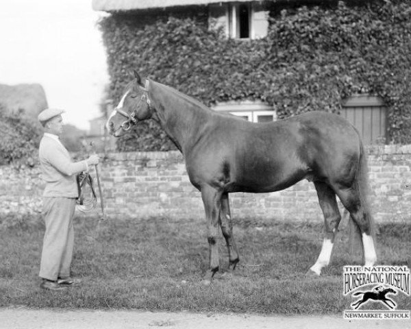 Pferd Felstead xx (Englisches Vollblut, 1925, von Spion Kop xx)