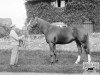 stallion Felstead xx (Thoroughbred, 1925, from Spion Kop xx)