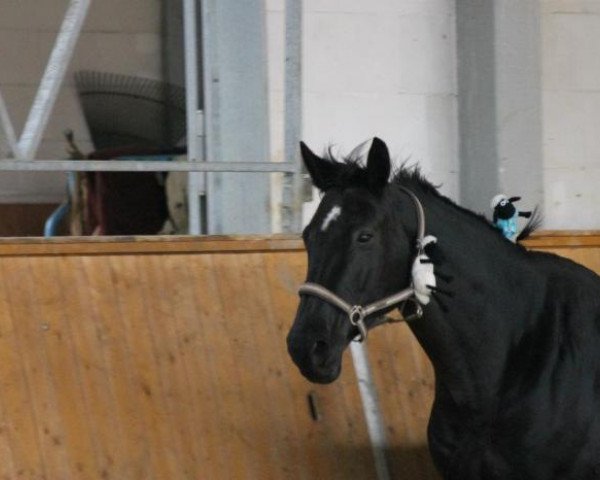 Zuchtstute Cheyenne 1025 (Oldenburger Springpferd, 2005, von Capone II)