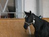 broodmare Cheyenne 1025 (Oldenburg show jumper, 2005, from Capone II)