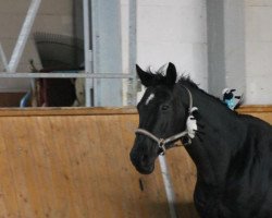 broodmare Cheyenne 1025 (Oldenburg show jumper, 2005, from Capone II)