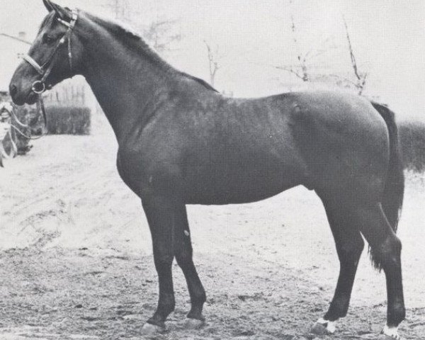 stallion Windsor (Holsteiner, 1970, from Waterman)