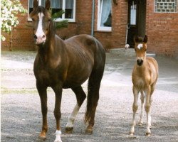 Zuchtstute Baroness (Deutsches Reitpony, 1980, von Nehros ox)