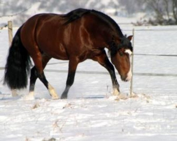 stallion Tape Isidoro (Criollo, 1995, from Santa Cruz Incauto)