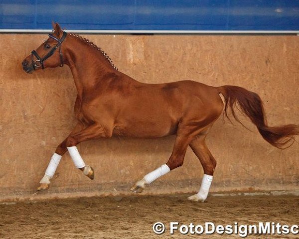 stallion Marduc (German Riding Pony, 1988, from Maior Domus)