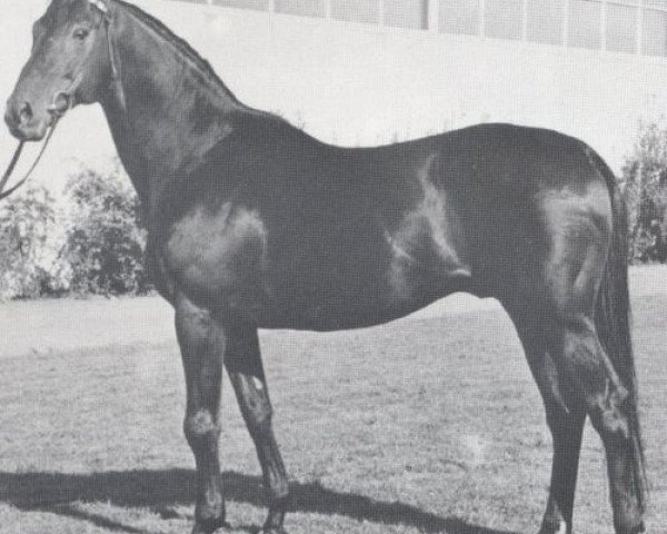 stallion Master xx (Thoroughbred, 1955, from August xx)