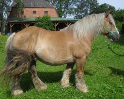 horse Zorge (Hann. Draft horse (Schlesw.Urspr.), 2000, from Zobel)