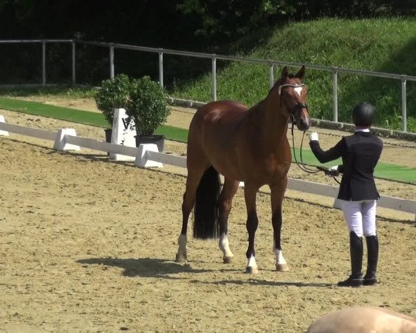 Reitturnier Ladenburg 2018