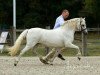 Zuchtstute Victoria's Carmichelle (Welsh Mountain Pony (Sek.A), 1993, von Twyford Nightcap)