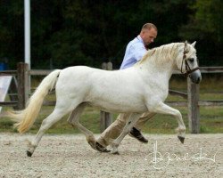 broodmare Victoria's Carmichelle (Welsh mountain pony (SEK.A), 1993, from Twyford Nightcap)