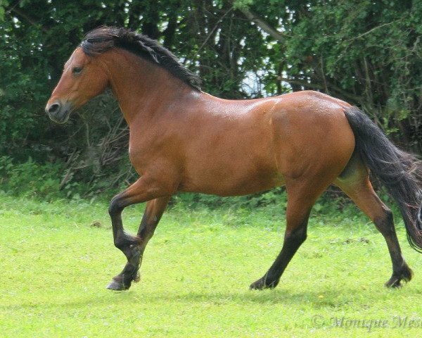 Zuchtstute Solo's Salome (Welsh-Cob (Sek. D), 2004, von Finkos Tywysog)