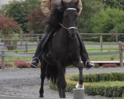 Pferd Paquito vom Keltenhof (Zuchtversuch Aegidienberger, 2002, von Greifi fra Wetsinghe)