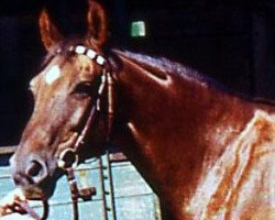 broodmare Elfensilber (Hanoverian, 1959, from Elegant)