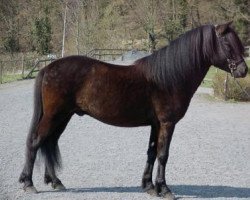 horse Pescador von Aegidienberg (Breeding attempt Aegidienberger, 1996, from Bjarki fra Aldenghoor)