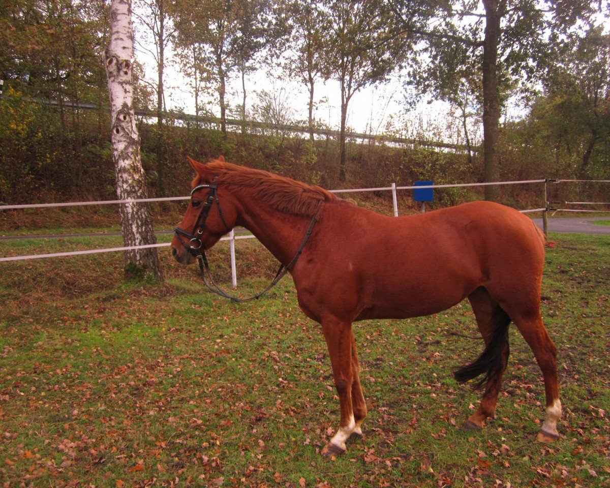 Springpferd Dunja 973 (Deutsches Reitpony, 2005, von Destino R)