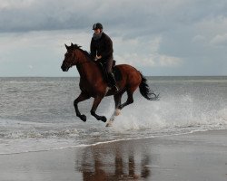 dressage horse Camagino (Rheinländer, 2001, from Camerino)