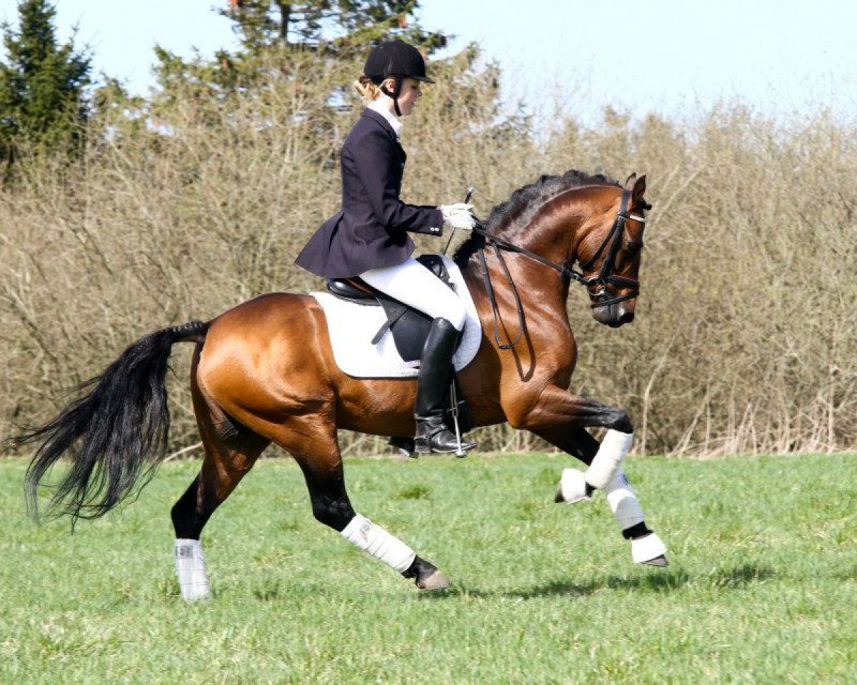 stallion Notre Bac (German Riding Pony, 2002, from Notre d'Amour)