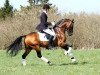 stallion Notre Bac (German Riding Pony, 2002, from Notre d'Amour)