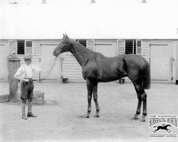 horse Dean Swift xx (Thoroughbred, 1901, from Childwick xx)