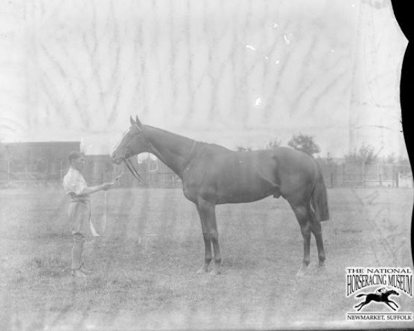 stallion Delauney xx (Thoroughbred, 1901, from Fortunio xx)