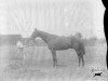 stallion Delauney xx (Thoroughbred, 1901, from Fortunio xx)