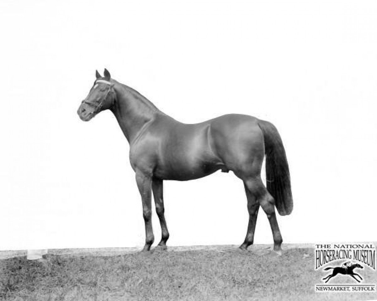 stallion Diamond Jubilee xx (Thoroughbred, 1897, from Saint Simon xx)