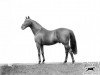 stallion Diamond Jubilee xx (Thoroughbred, 1897, from Saint Simon xx)