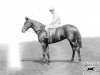 stallion Diomedes xx (Thoroughbred, 1922, from Argos xx)