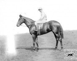 stallion Diomedes xx (Thoroughbred, 1922, from Argos xx)