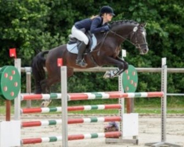 jumper Shakespeare (German Riding Pony, 2006, from Scampolo)