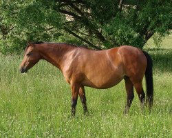 broodmare Rotherwood Pas de Deux (Welsh Partbred, 1996, from Westacre Concerto)