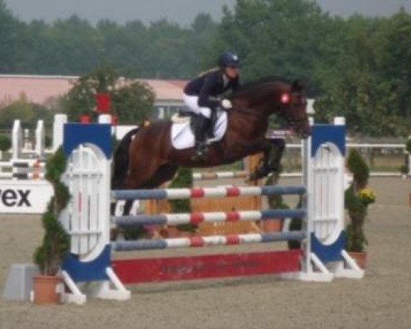 jumper Barbara's Beau (German Riding Pony, 2007, from Billy the King)